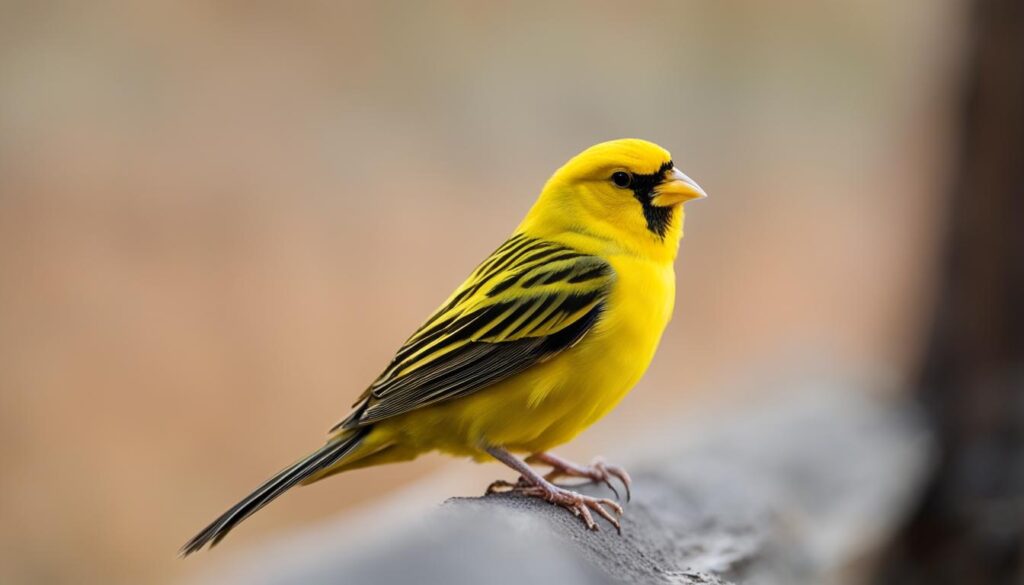 Belgian Fancy canary