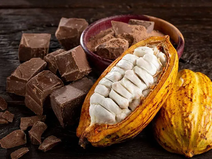 Yellow cacao pod and white cacao beans with chocolate pieces