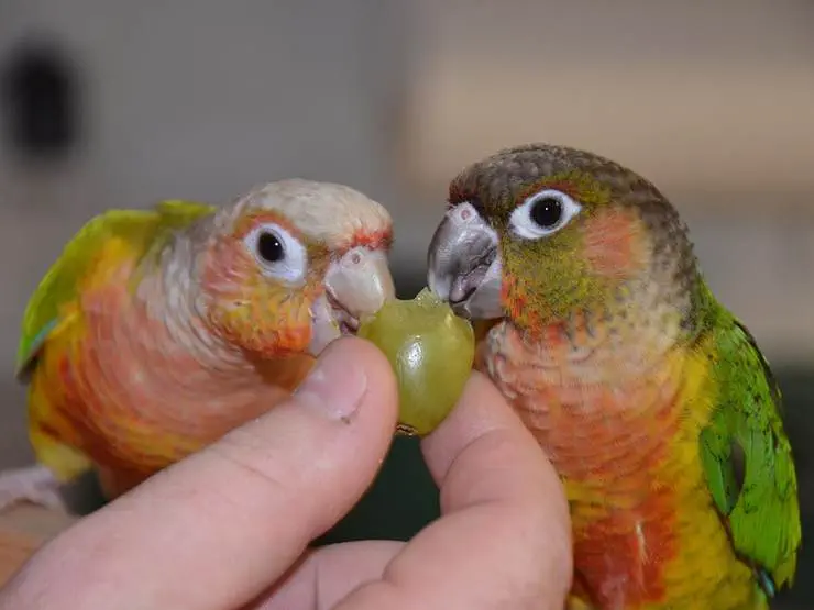 Feeding a grape to two pet birds