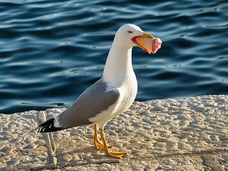 A seagull feeding on an ice cream