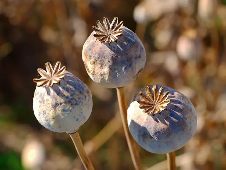 Dry poppy capsules in poppy field