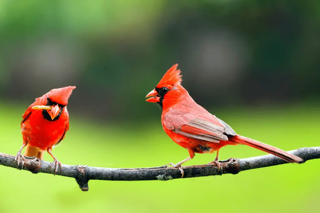male and female cardinal sharing food