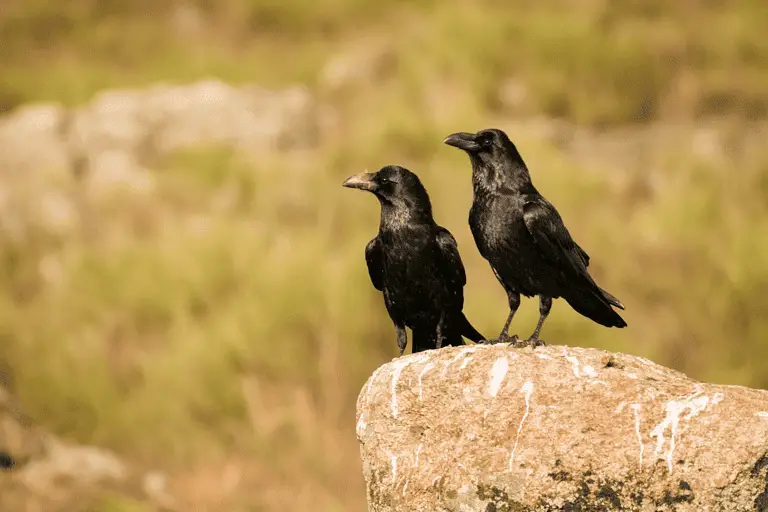 Do Crows Mate forever?