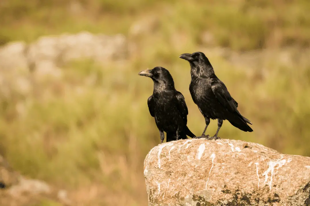 two crows sitting on a rock together