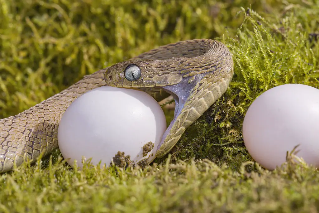 snake about to eat egg