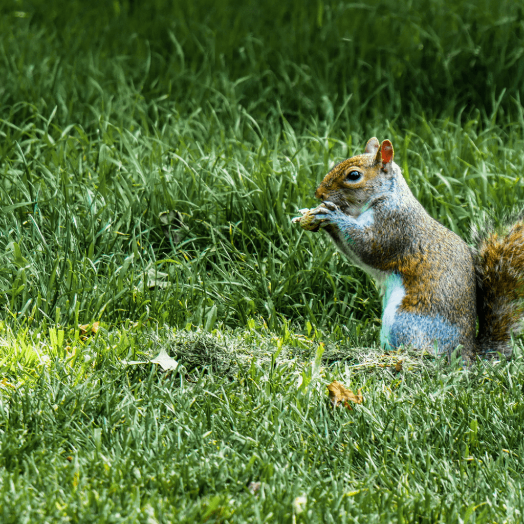 squirrel eating peanut