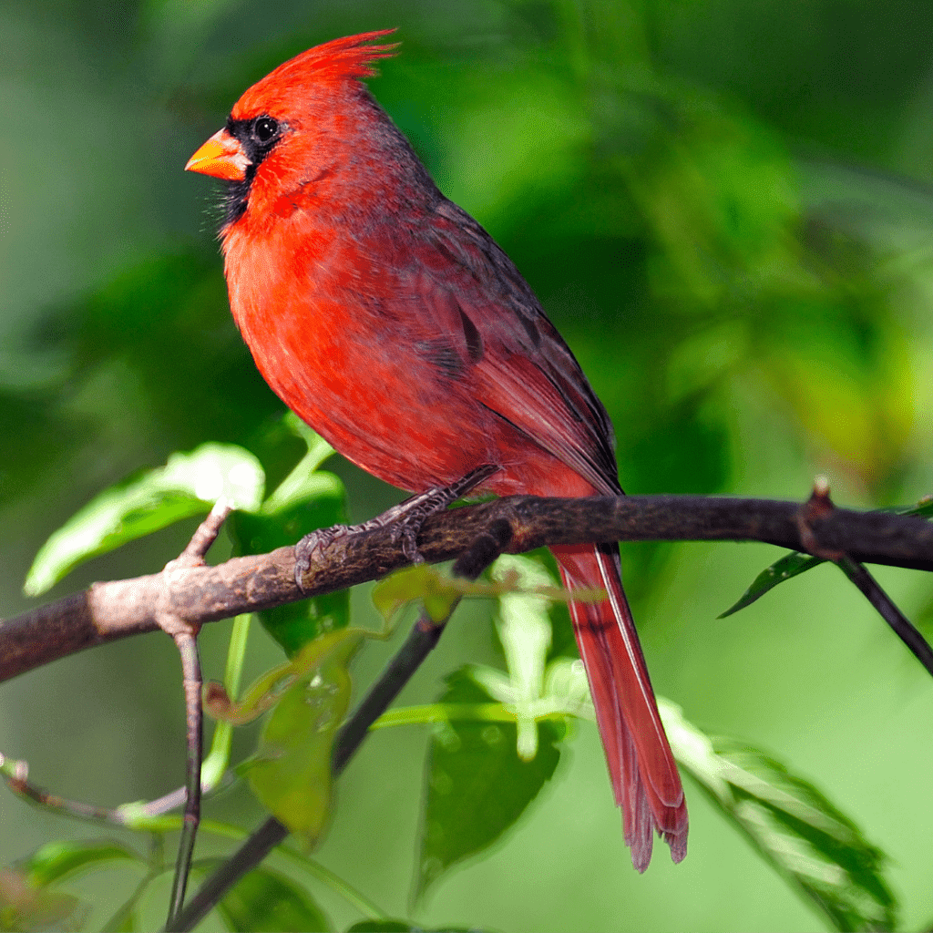 northern american cardinal sitting on a branch