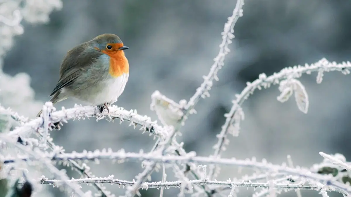 Why Are Robins Associated With Christmas