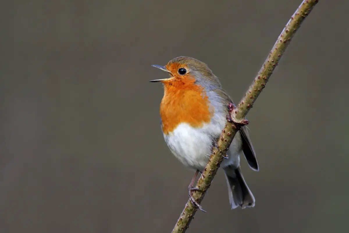 why do birds sing