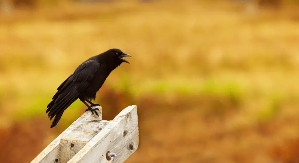 crow standing on wooden post cawing