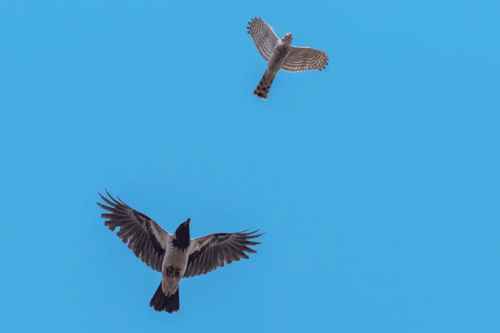 crow chasing down a hawk