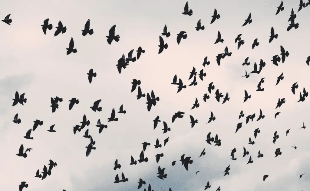 group of crows flying in the air