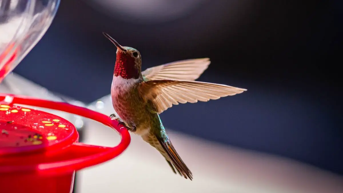 Why Do Hummingbirds Disappear