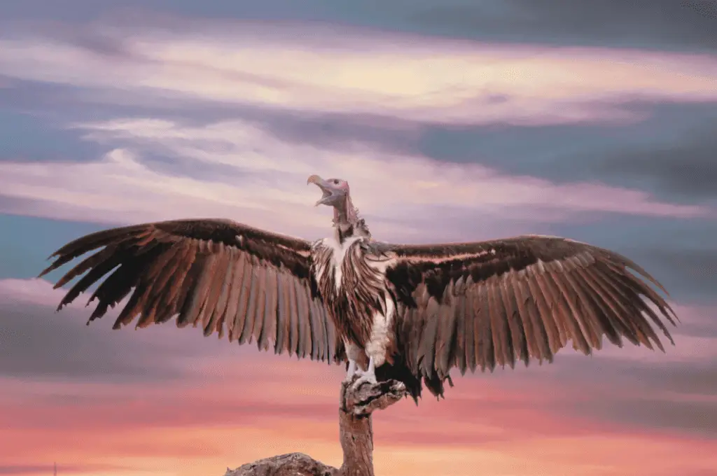 vulture standing with wings out