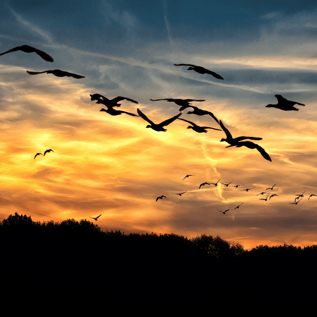 birds flying in sunset