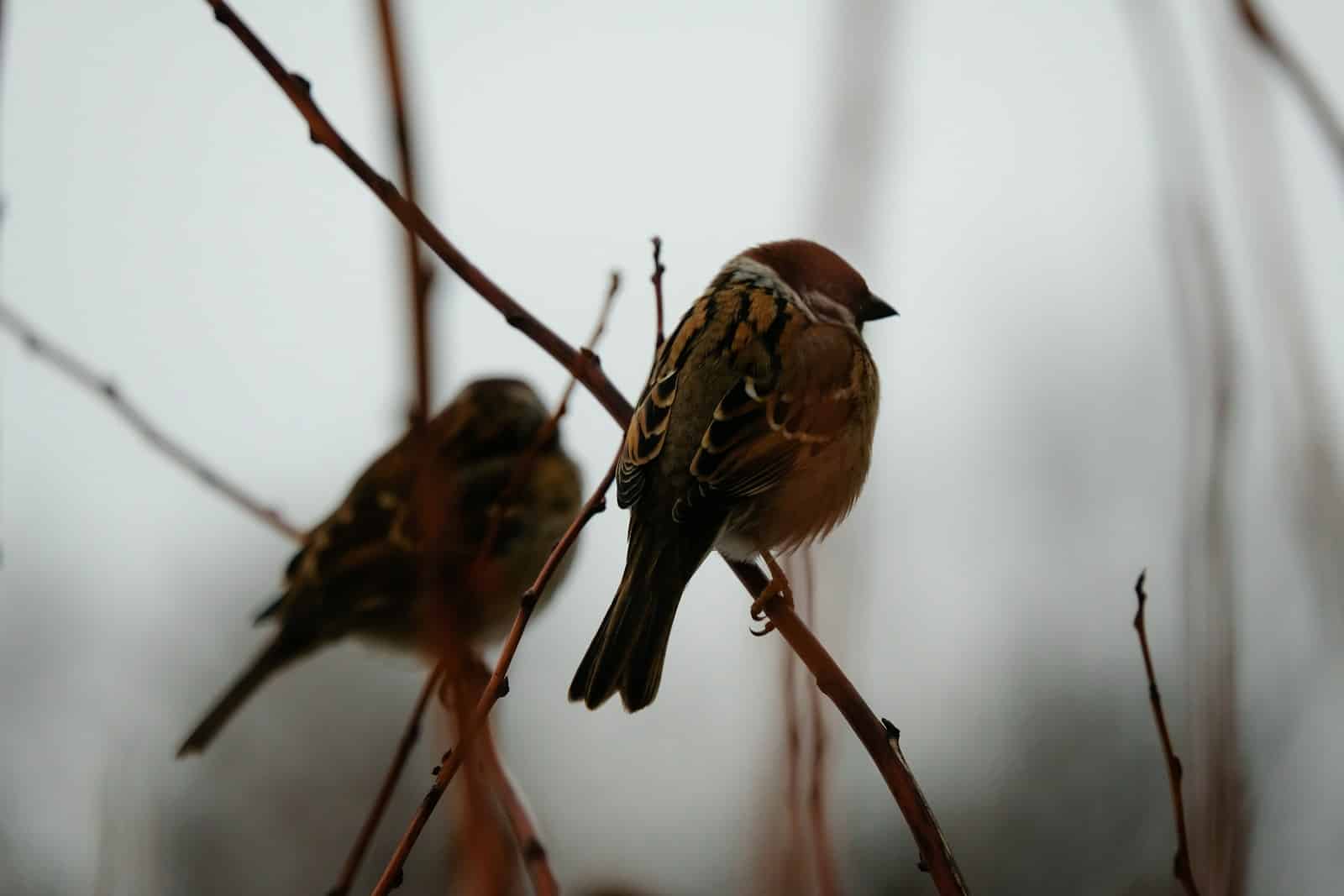 Do Sparrows Migrate?