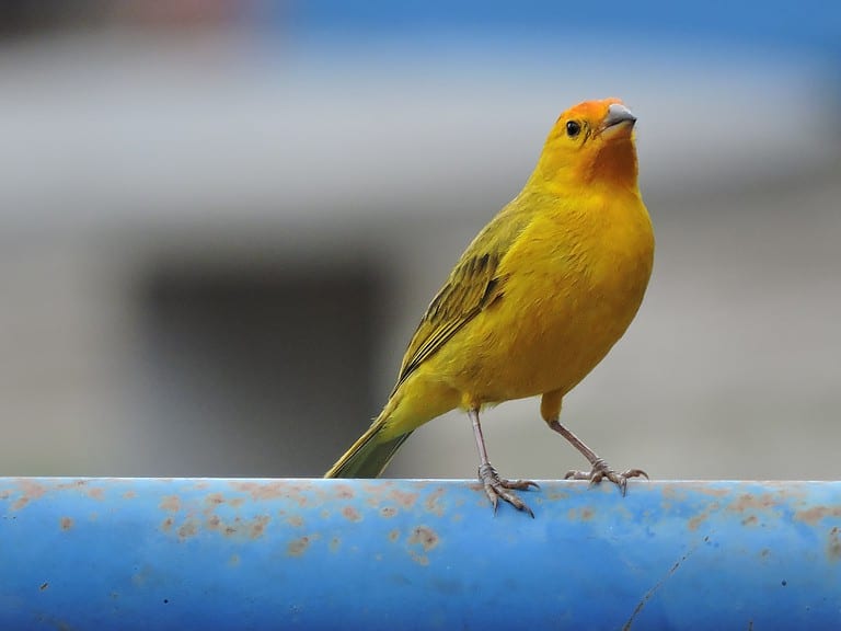 5 Vital Canary Vitamins: Increase Your Animal’s Health and wellness with Nutrient Power