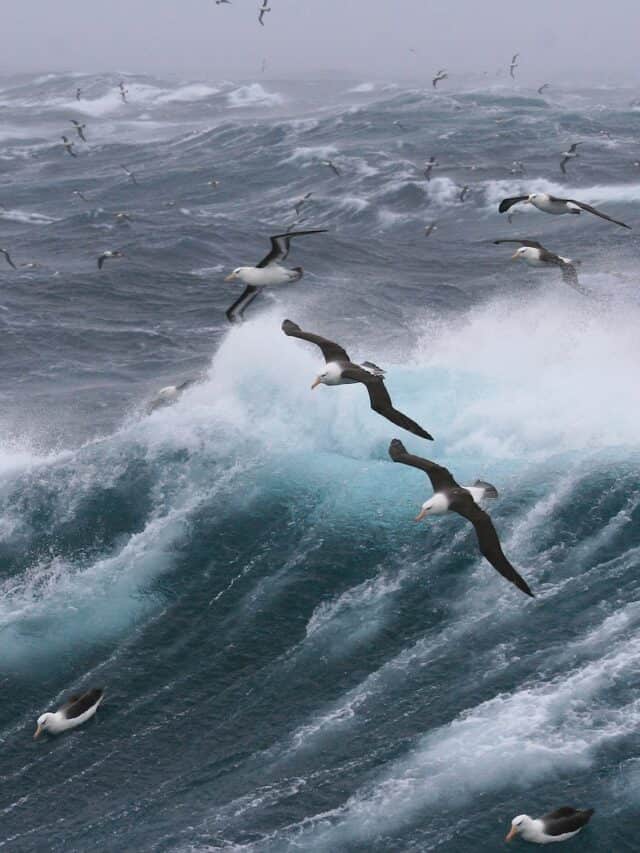 Amazing Facts About Albatrosses