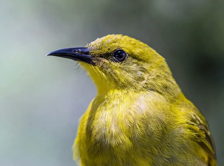 Names for Canaries: Leading 10 Names and Overview