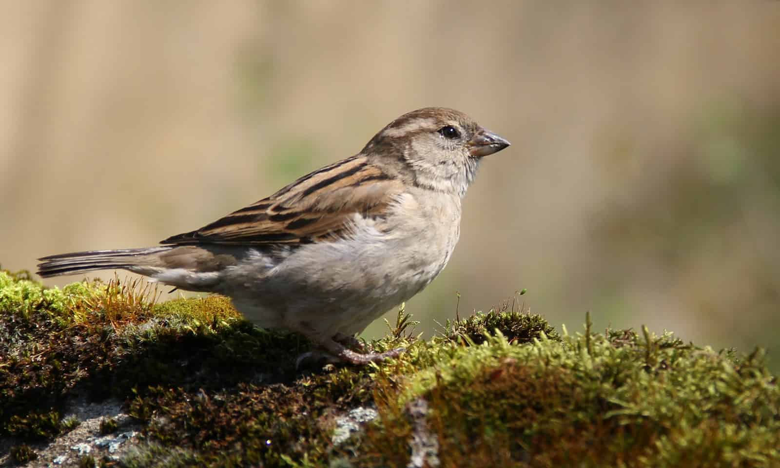 Do Sparrows Migrate