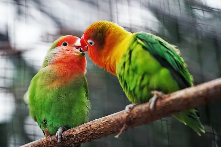 Do Birds Kiss Each Various Other? Decoding Avian Affection in the Feathered Realm
