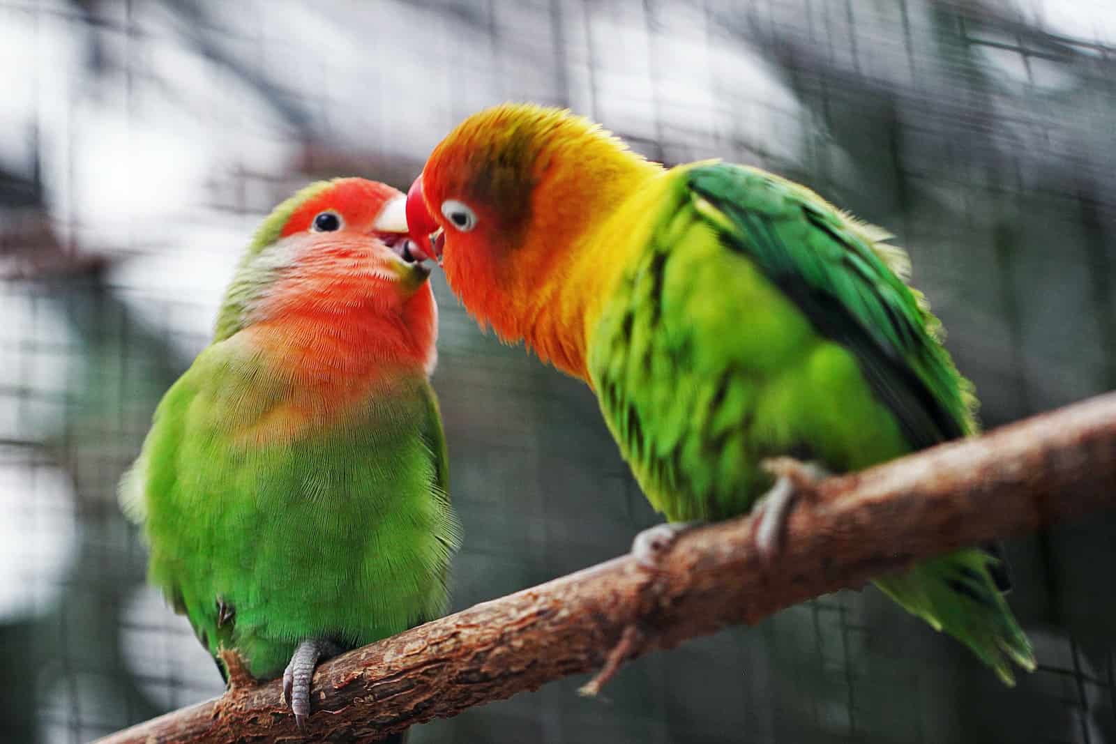 Do Birds Kiss Each Various Other