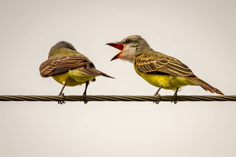 Can a Canary Talk? 7 Unanticipated Facts of Songbirds