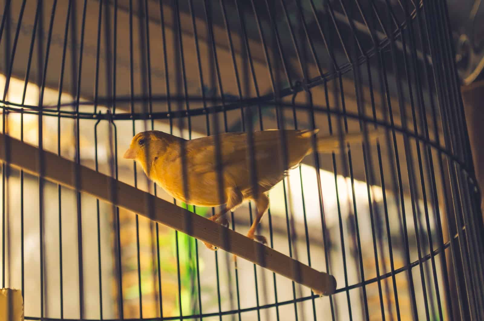 Canary Reproduction Issues