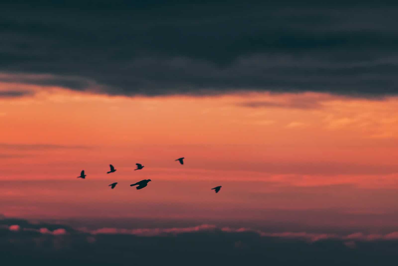 Do Birds Fly at Evening
