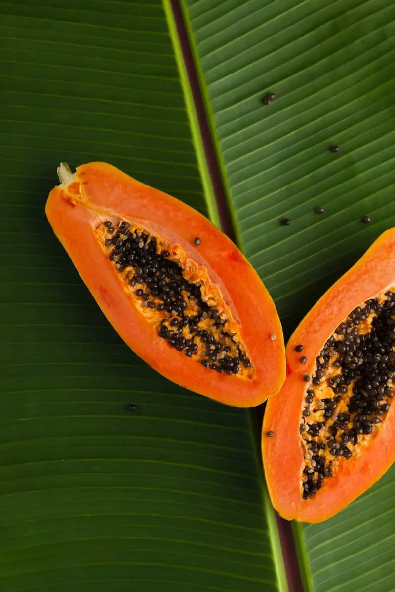 Can Birds Consume Papaya Seeds