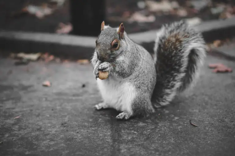 Do Squirrels Consume Bird Eggs? What’s consuming the bird eggs?
