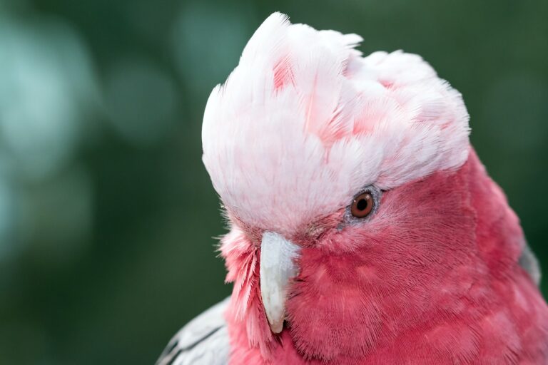 23 Beautiful Pink Birds: Capturing Nature’s Elegant Palette in Feathered Wonders