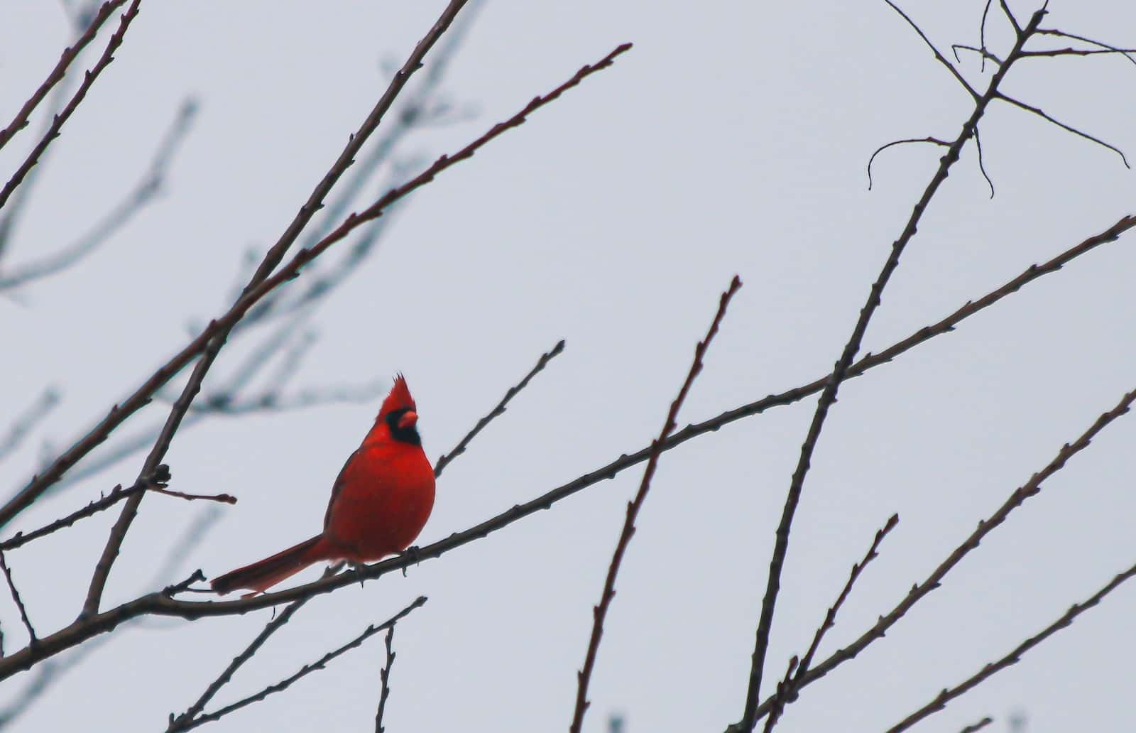 Kinds Of Cardinals