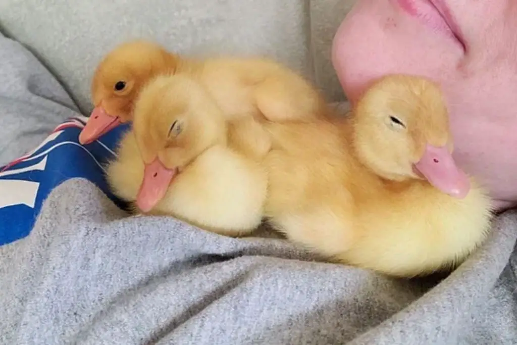 Do Ducks Like to Rest on Bed mattress