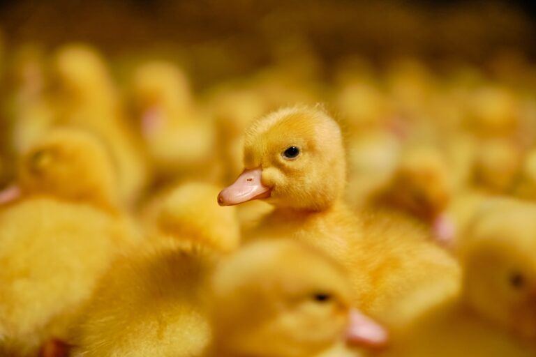 Are All Ducklings Yellow? (Response May Shock You!)