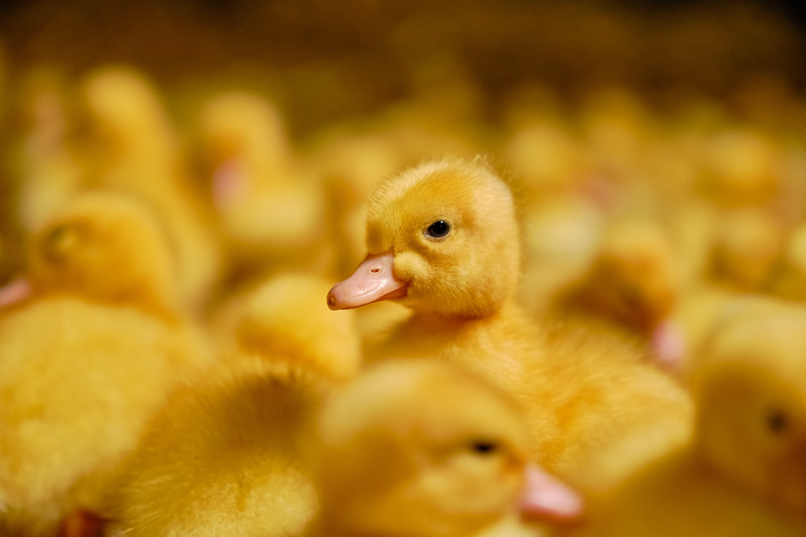 Ducklings Yellow